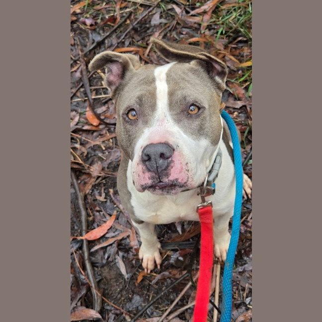 Photo of Koda