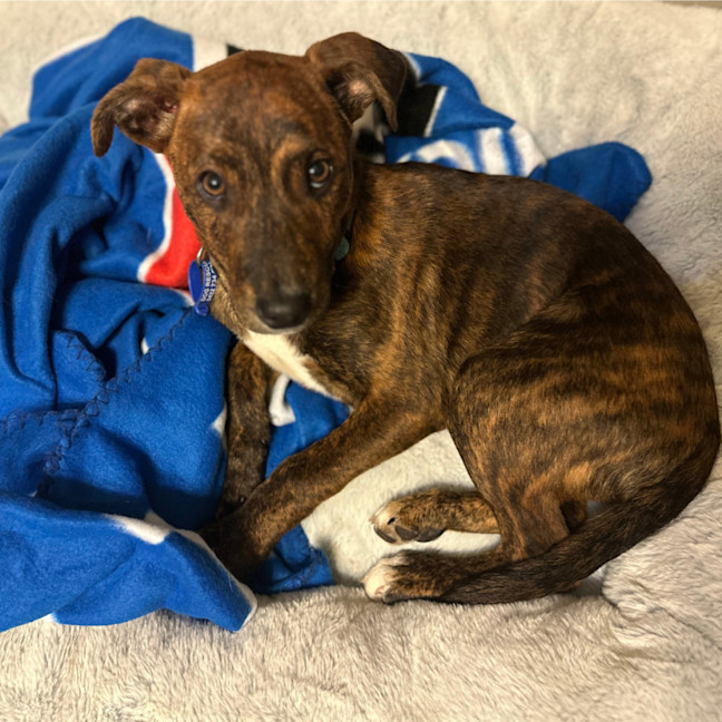 Photo of Buddy   4 Month Old Kelpie X Staffy