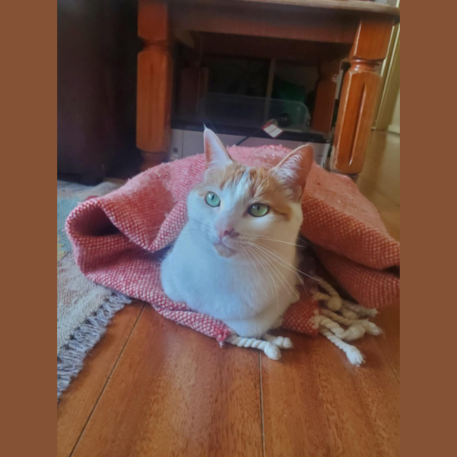 Photo of Hetty   Located In Coburg