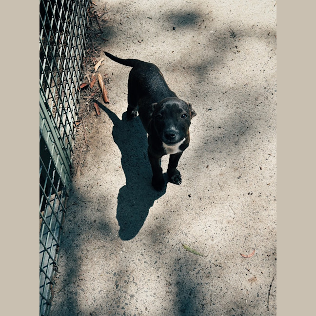 Photo of Mocha