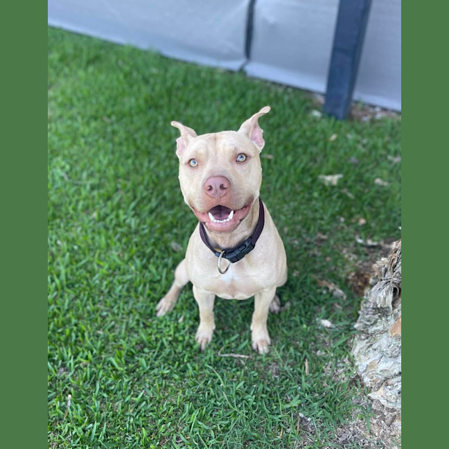 Photo of Rusty
