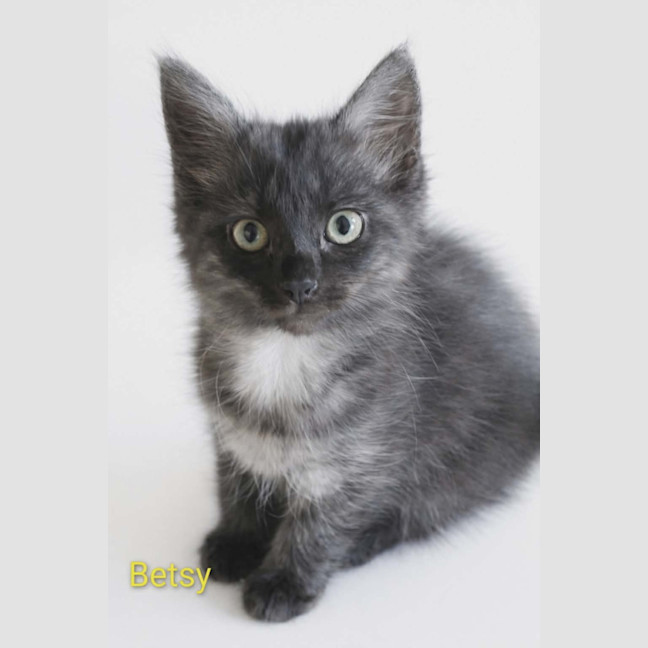 Photo of Betsy Meet Me@Petstock Keysborough Store