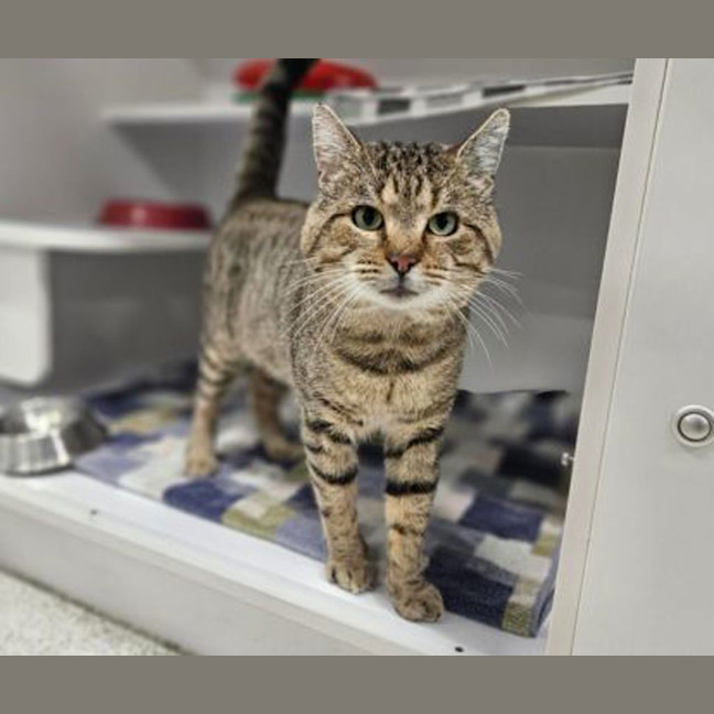 Photo of Sassy Marshmallow