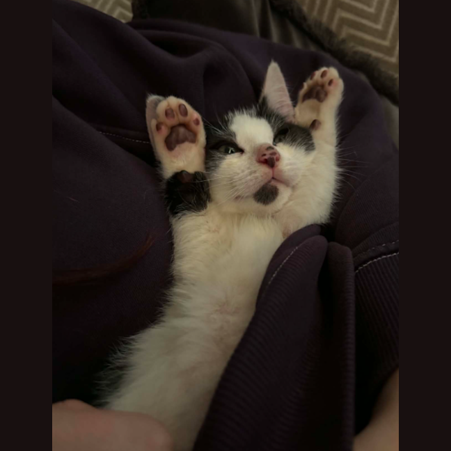 Photo of Tater
