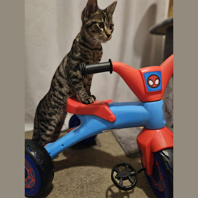 Photo of Oscar   Located In Boronia 