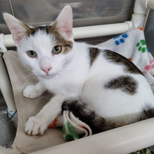 Photo of Mochi