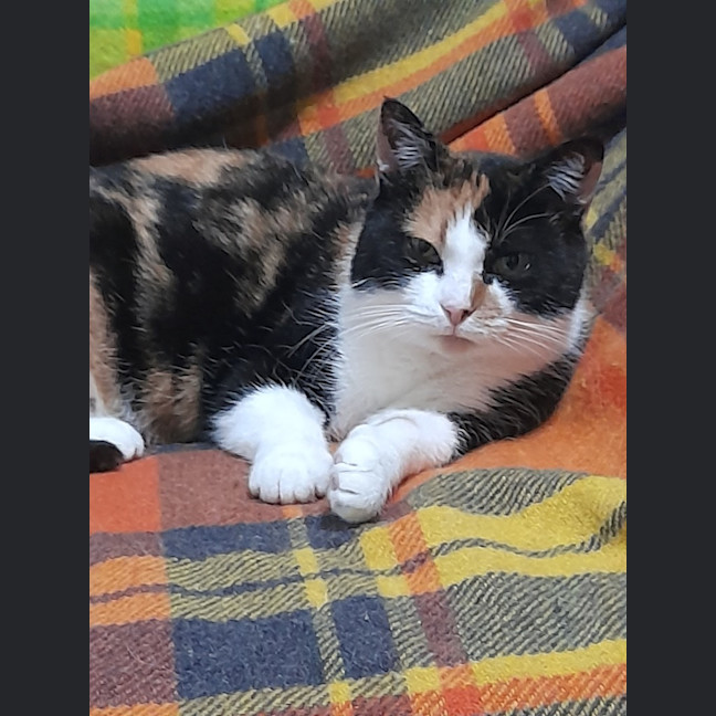Photo of Apricot