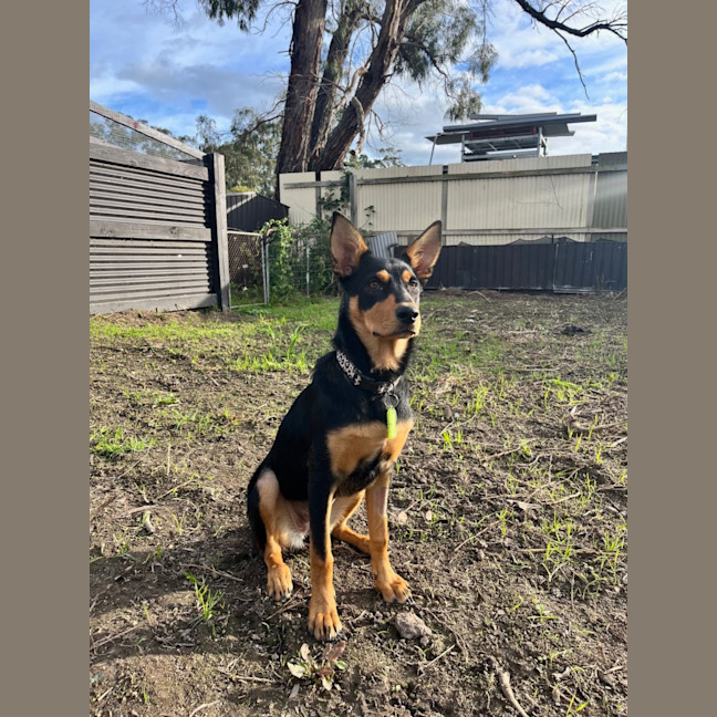 Photo of Trixie