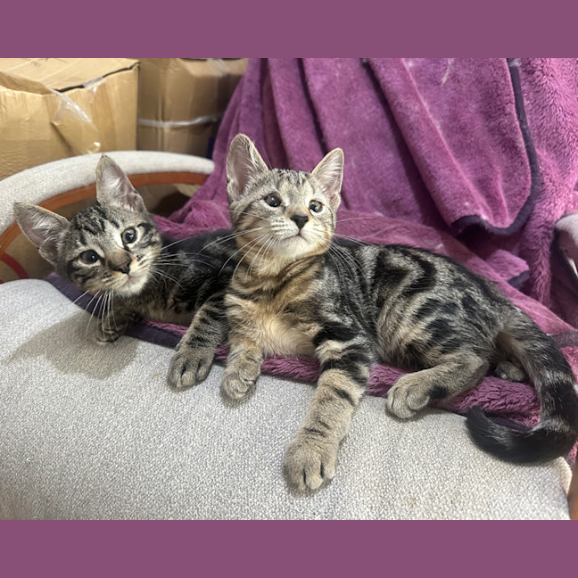Photo of Pixel & Parker