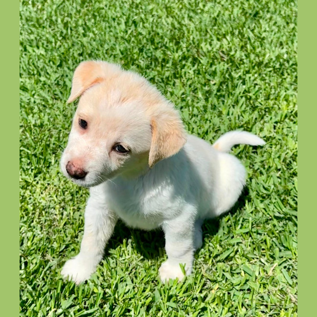 Photo of Aspen   6 Week Old Cattle Dog X