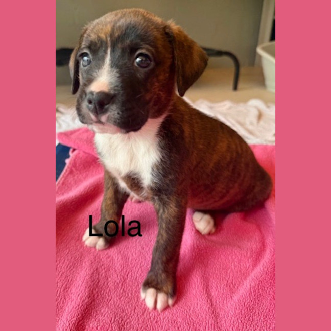 Photo of Lola
