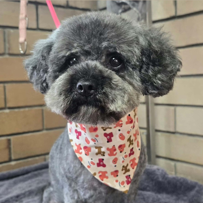 Photo of Dusty