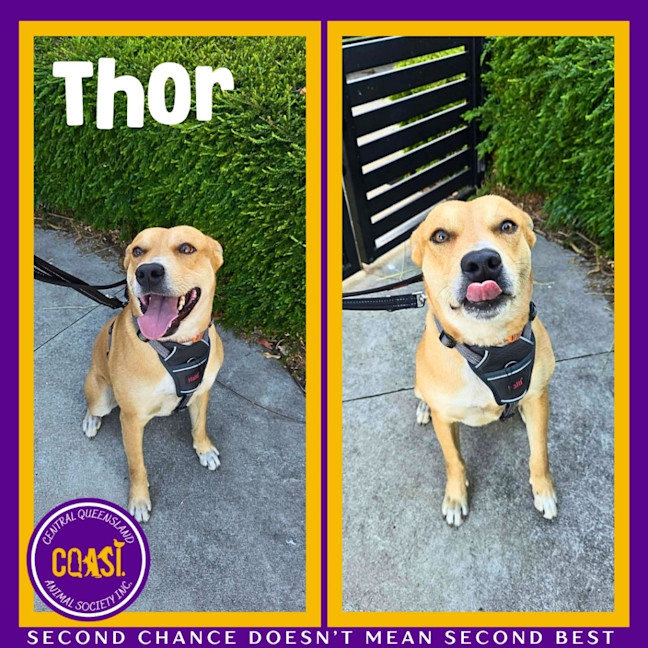 Photo of Thor