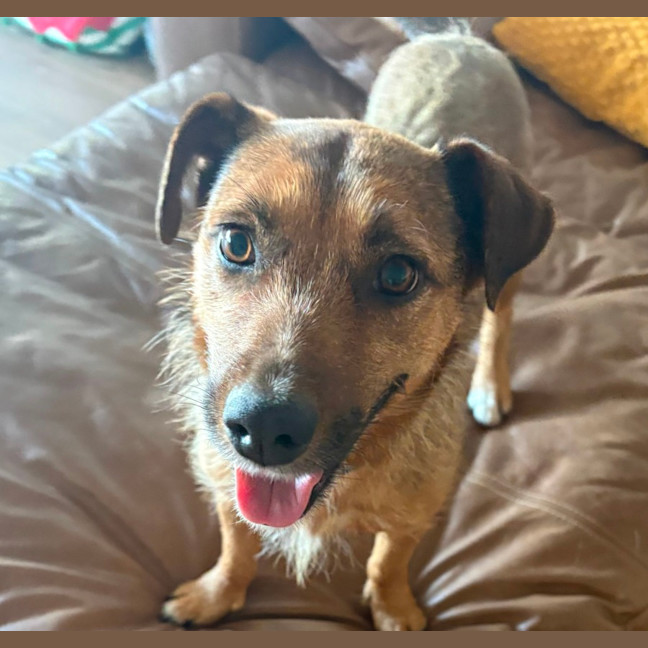 Photo of Dorris   6 Year Old Mixed Breed