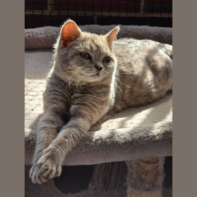 Photo of Scooter