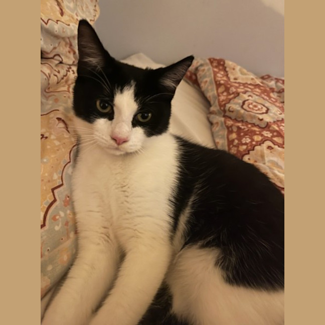 Photo of Postman Cat