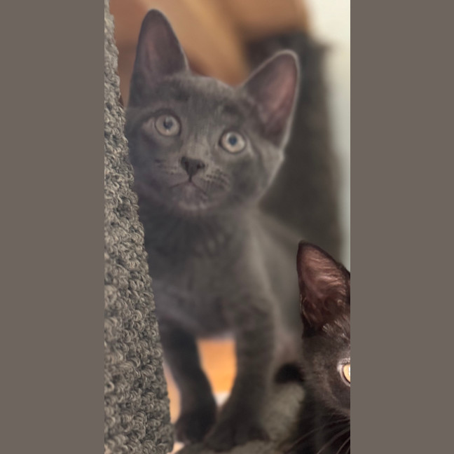 Photo of Odin