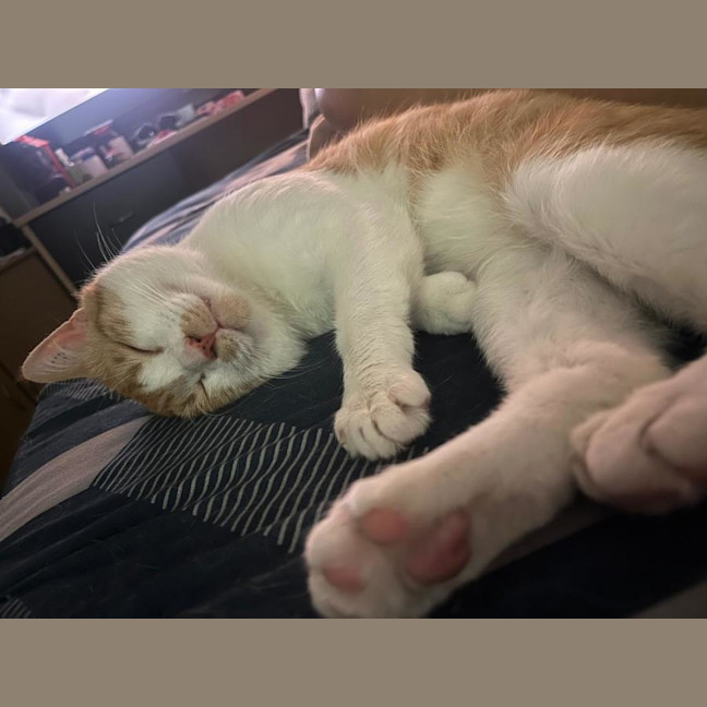 Photo of Pumpkin