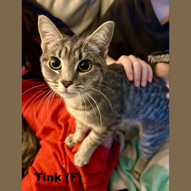 Photo of Tink
