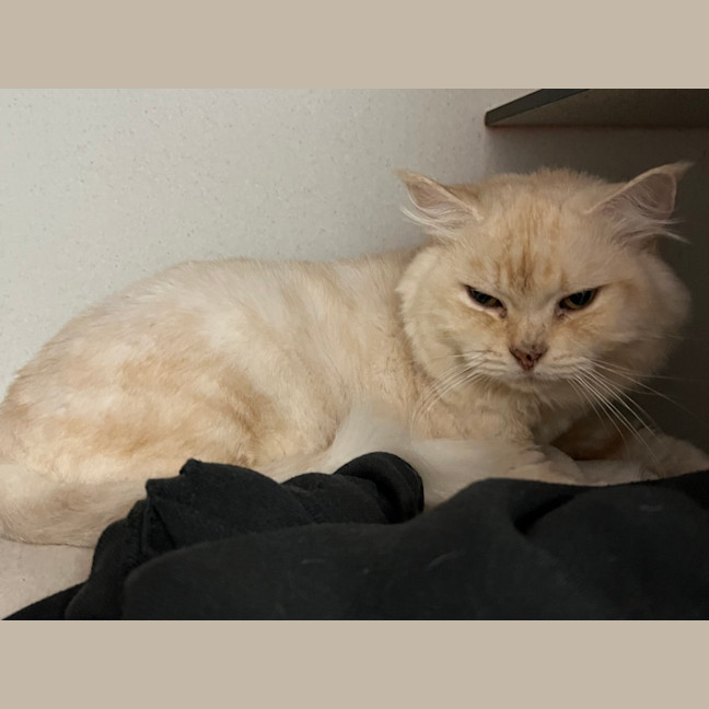 Photo of Tinkerbelle