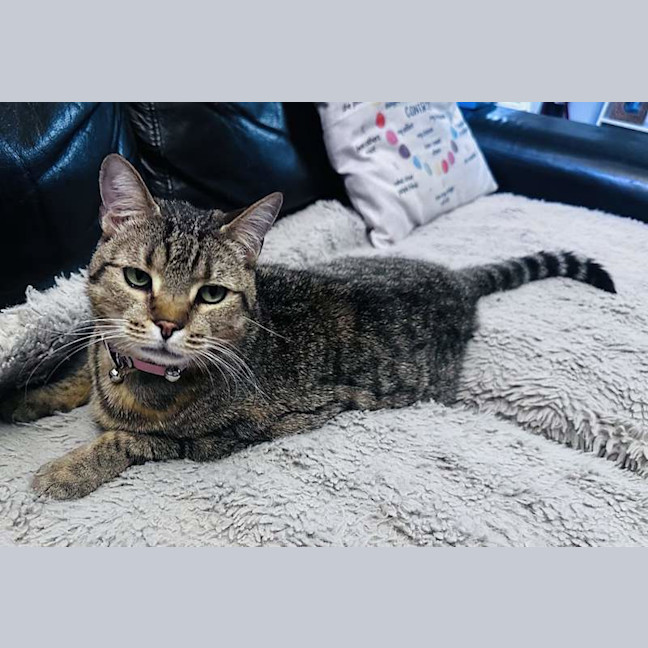 Photo of Snickers
