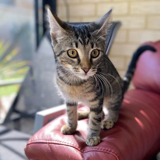 Photo of Fudge