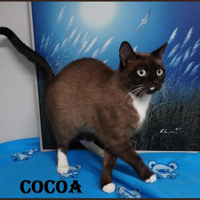 Photo of Cocoa
