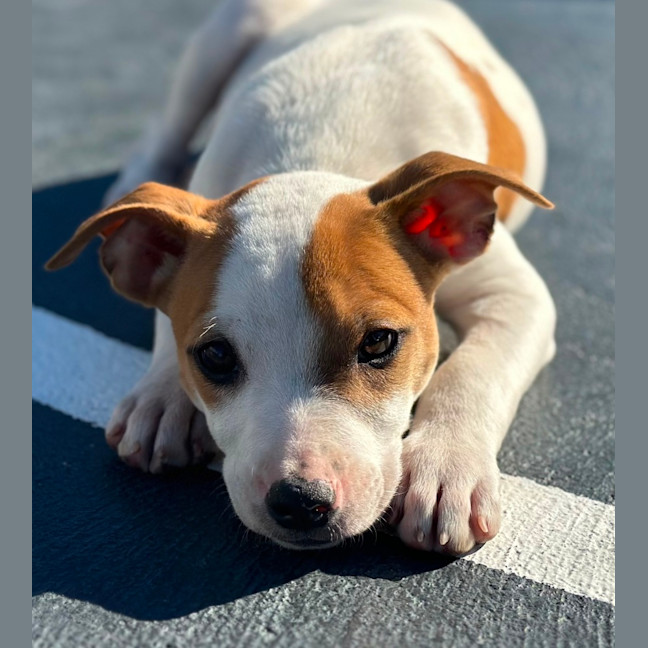 Photo of Harry 💙🐶