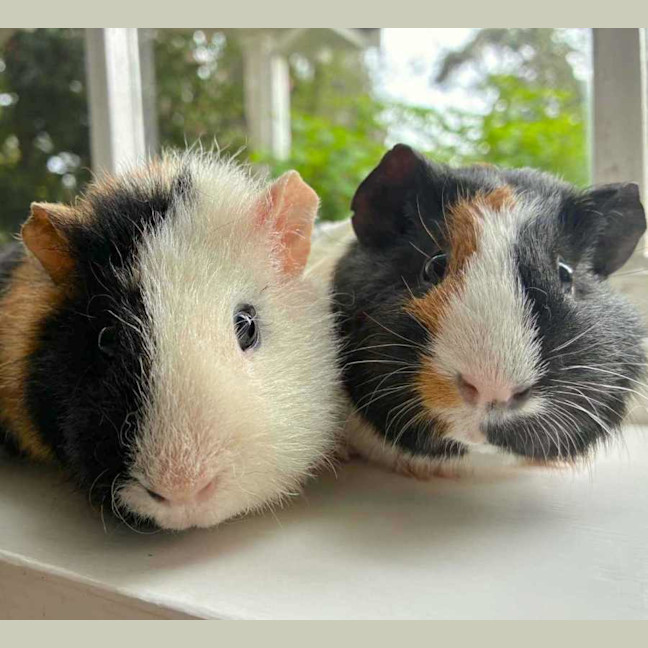 Photo of Heckle And Jeckle