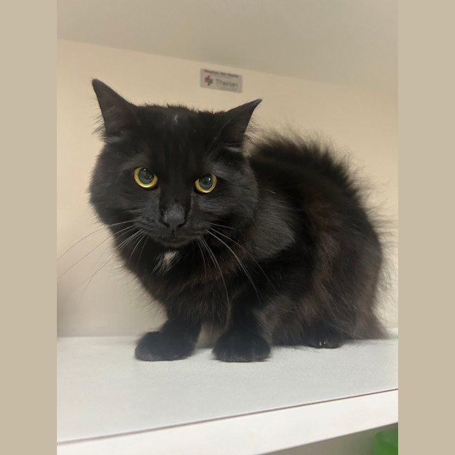 Photo of Turbo