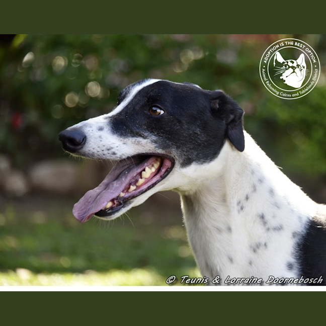 Photo of Ranger (Apache Malt)