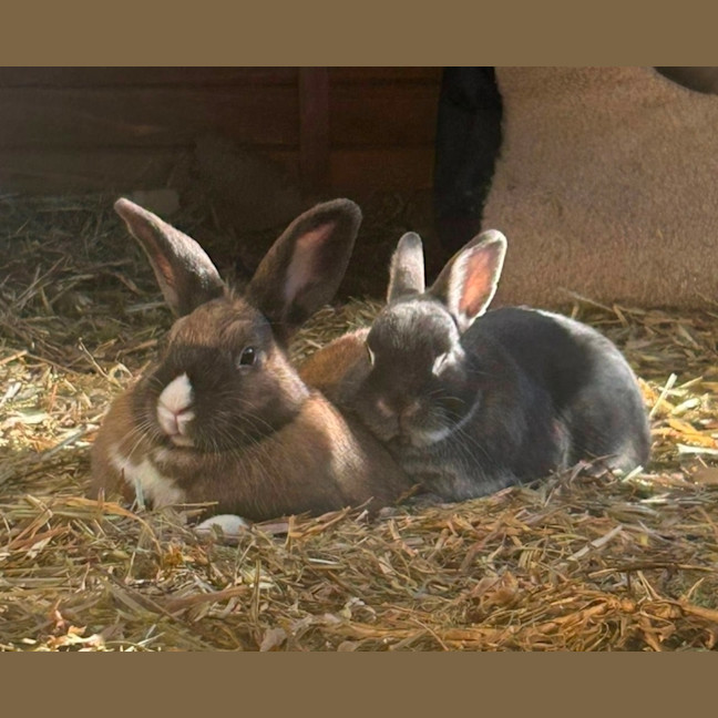 Photo of Percy & Merlin 