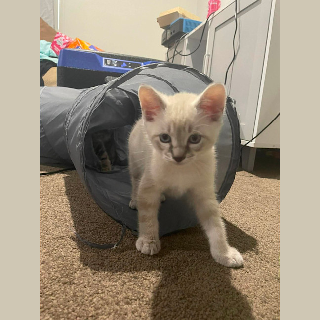 Photo of Luna