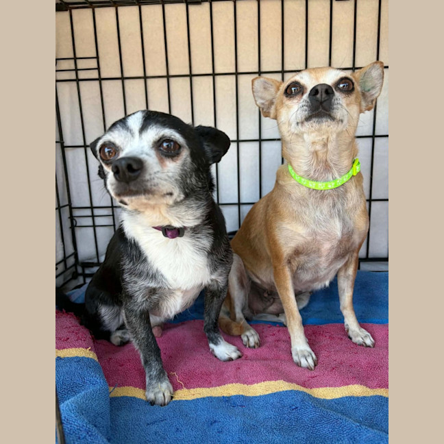 Photo of Bonnie Parker & Clyde Barrow