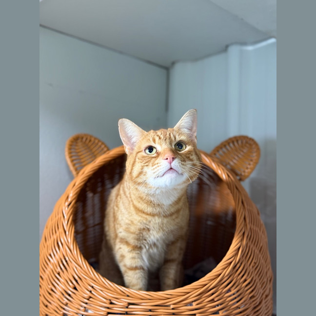 Photo of Kittu