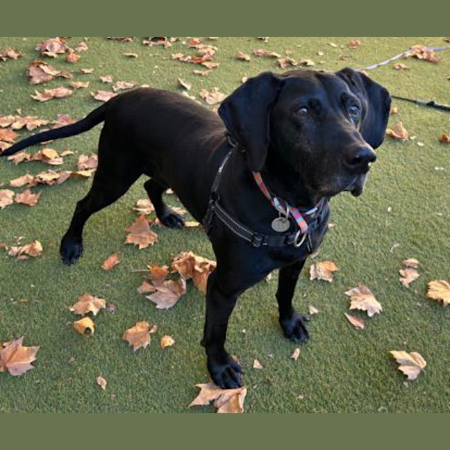 Photo of Olive