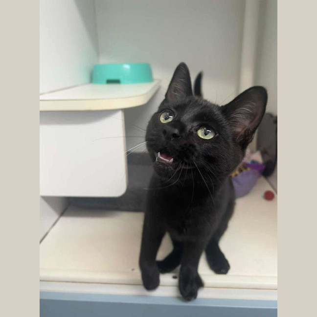 Photo of Wintermelon