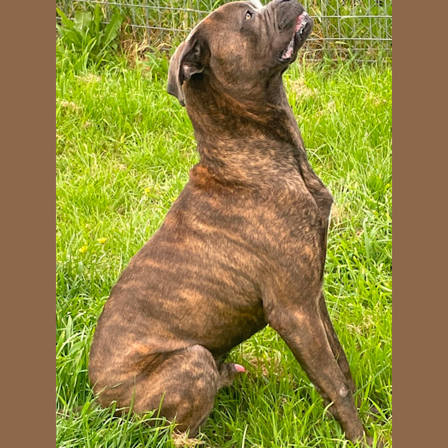 Photo of Bruno