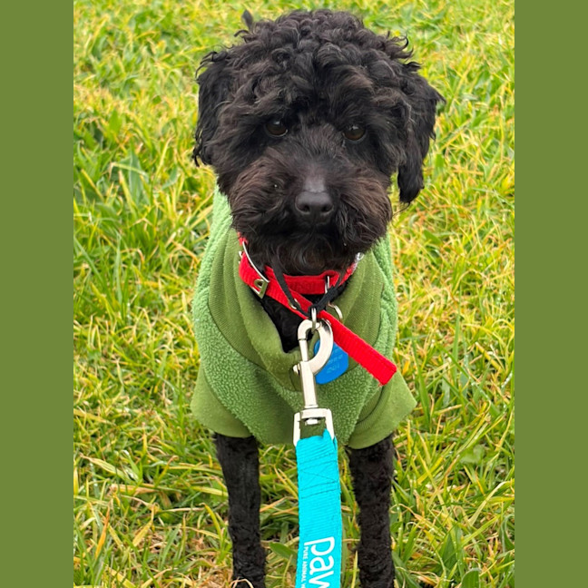 Photo of Benny