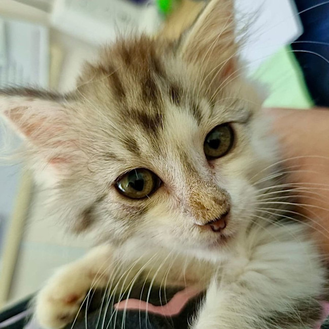 Photo of Tiny Dancer