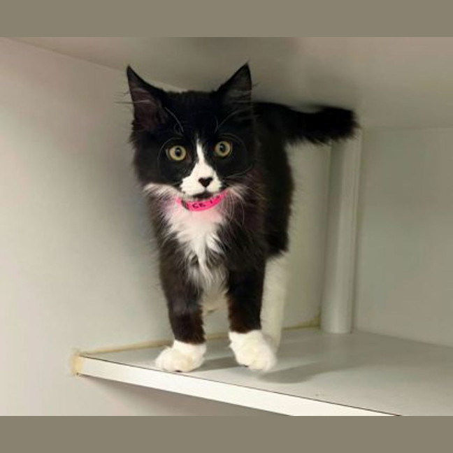 Photo of Emerald
