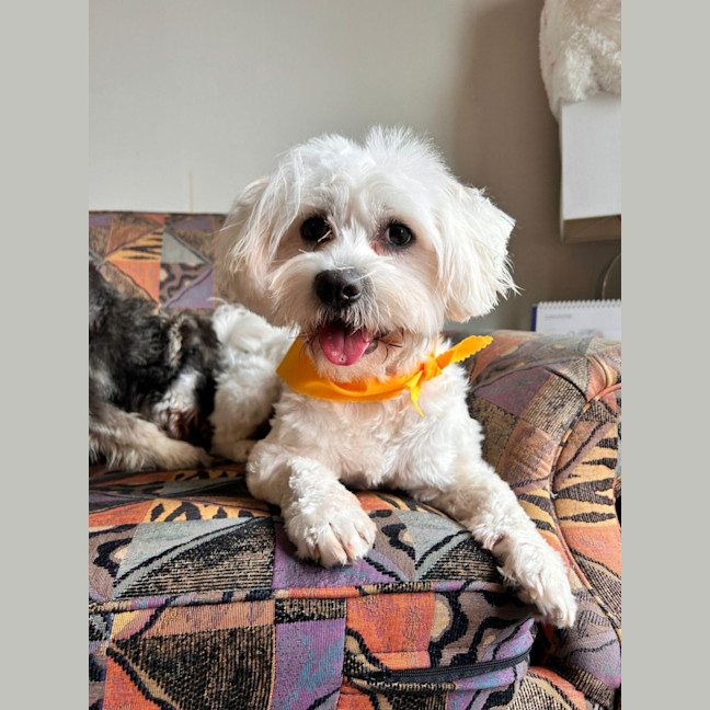 Photo of Celine   10 Month Old Maltese X Shih Tzu (Trial)