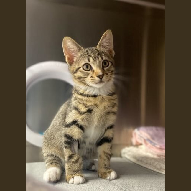 Photo of Wilbur