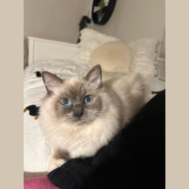 Photo of Valentino