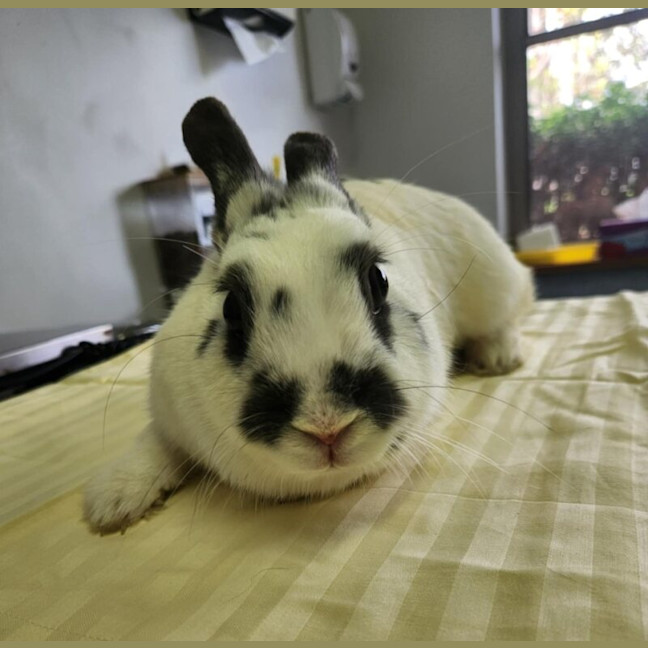 Photo of Gemini
