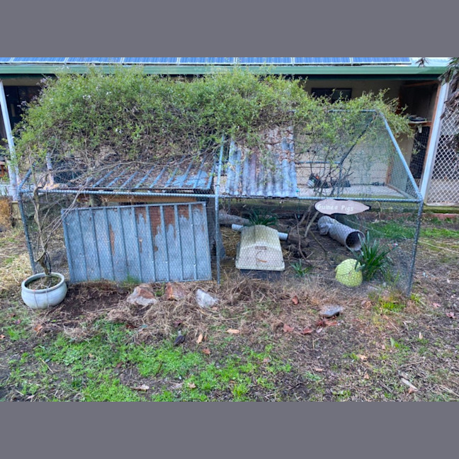 Photo of Bailey, Landon And Wooly 