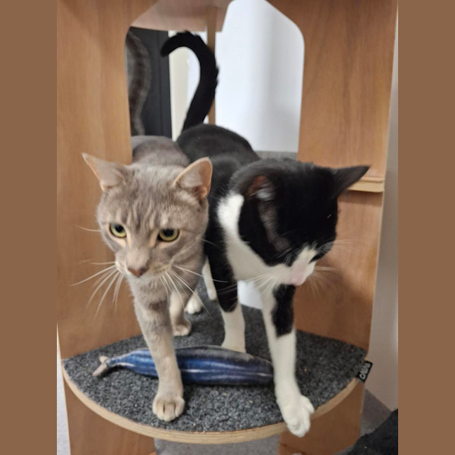 Photo of Nikki (Bonded To Vince)