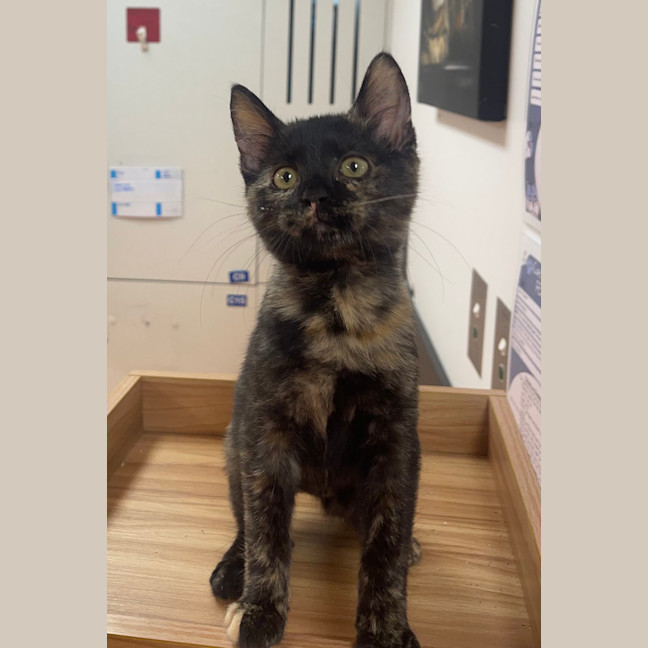 Photo of Pheobe