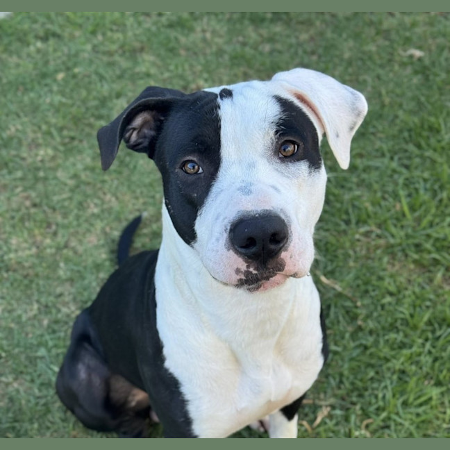 Photo of Archie