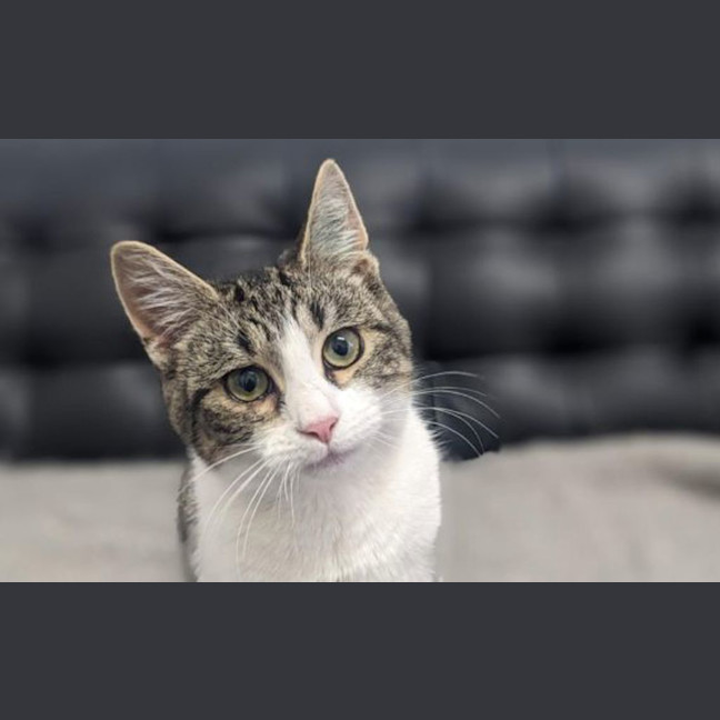 Photo of Pepper